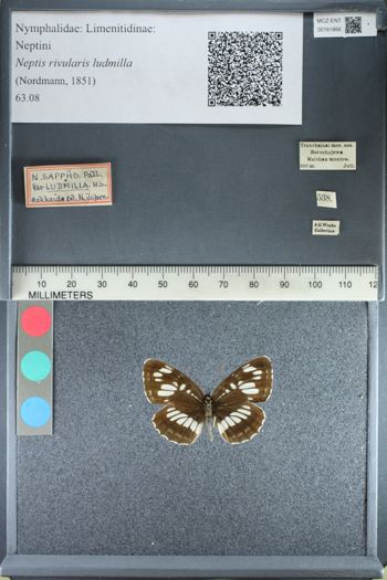 Media type: image;   Entomology 161866